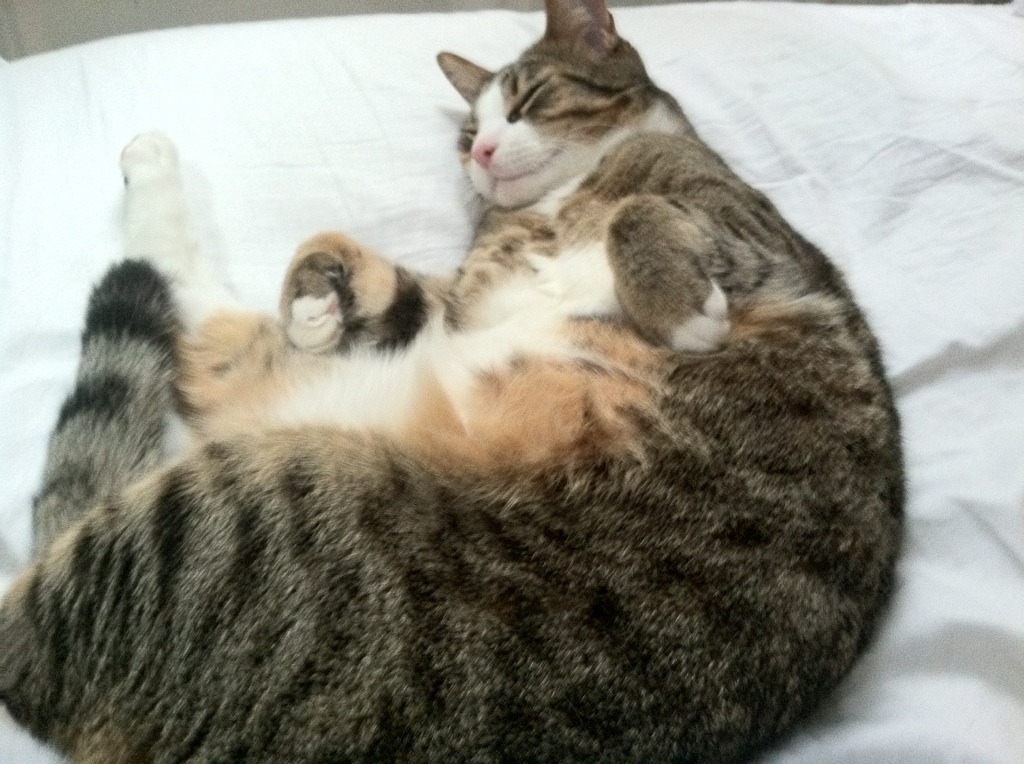 中小学体育课程整合与跨学科教学实践，中小学体育课程教学改革