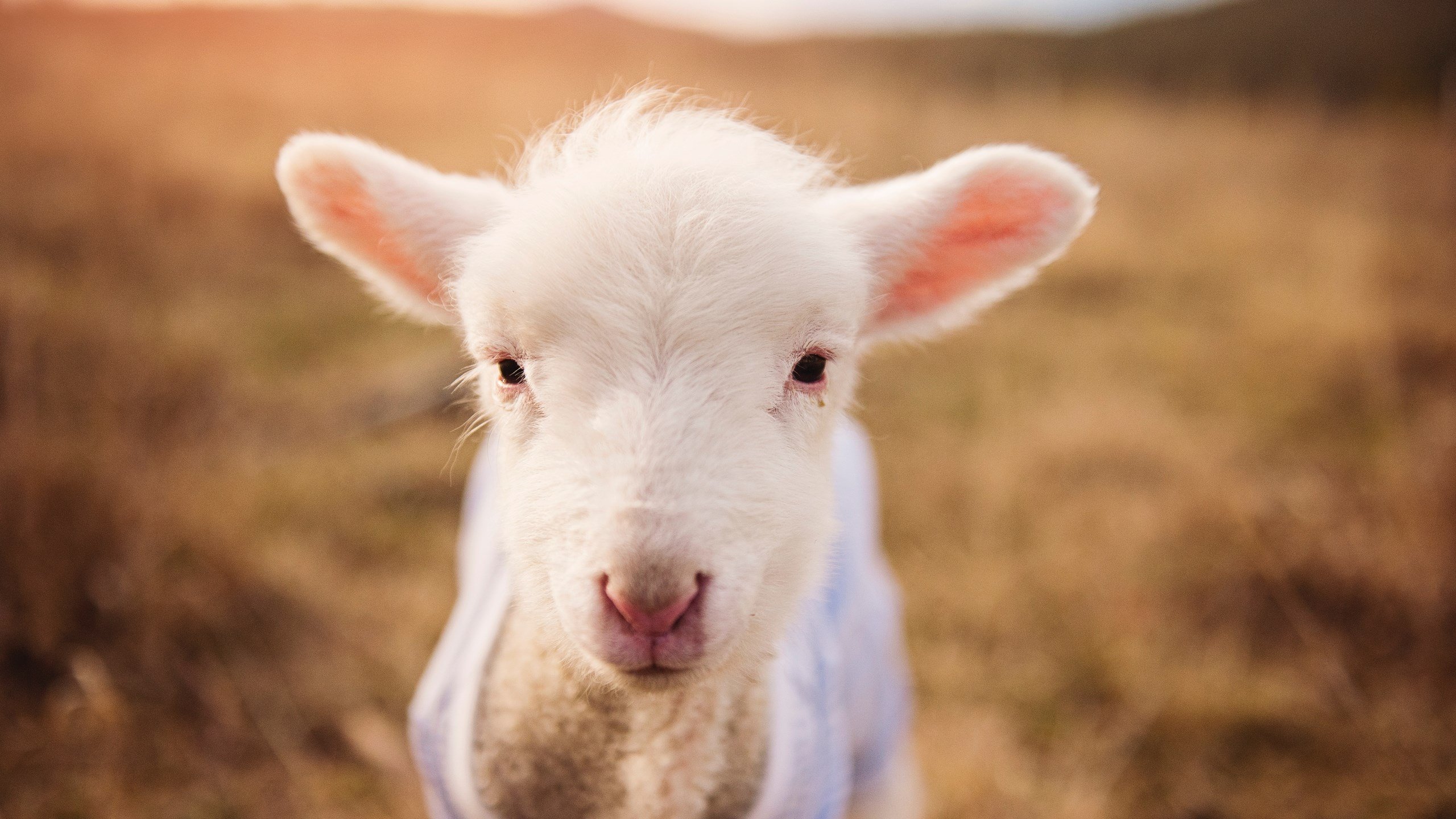 体育科研成果转化效率提升,体育科研成果转化效率提升方案